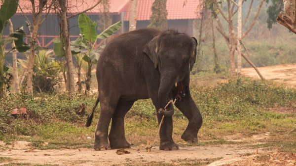 تُضرب وتُجوع لتؤدي الحيل.. نظرة داخل حياة الأفيال المأساوية في تايلاند