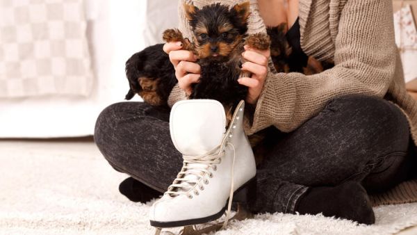 Ice Skating Dog Shows off Skills for Charity