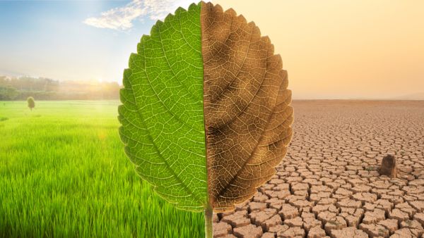 Global Warming Solutions That Can Save Our Planet