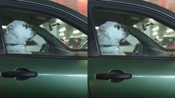 The hilarious pooch was filmed in a Walmart parking lot in Toronto, Ontario, in Canada. (ViralHog.com)