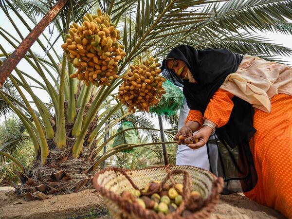 The Liwa Date Festival aims to preserve Emirati heritage, specifically palm trees and half-ripe dates, knows as "ratab", which are deep-rooted in the Gulf country's traditions. Karim SAHIB / AFP