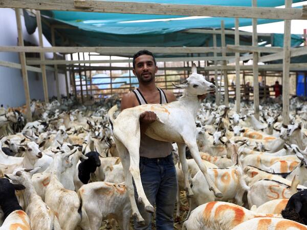 A Yemeni men holds a goat at a livestock market in the capital Sanaa on August 6, 2019, as people buy provisions in preparation for the Eid al-Adha celebrations known as the "big" festival. MOHAMMED HUWAIS / AFP