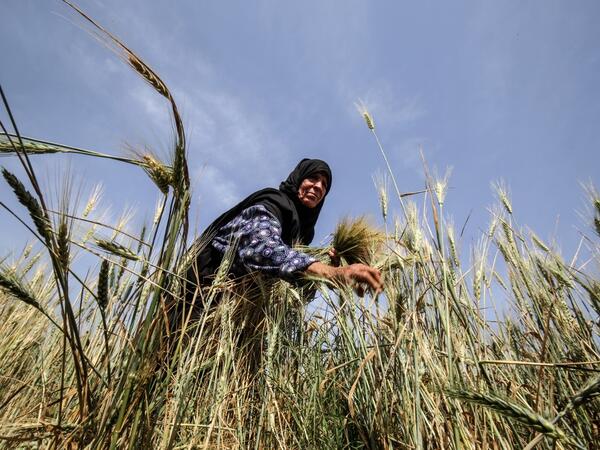 A Palestinian woman harvests wheat stalks in a field in Khan Yunis in the southern Gaza Strip on April 22, 2020, before being prepared to be used in a soup during the Muslim holy month of Ramadan which begins later in the week. From cancelled iftar (fast breaking) feasts to suspended mosque prayers, Muslims across the Middle East are bracing for a bleak month of Ramadan fasting as the threat of the COVID-19 pandemic lingers. The holy Muslims fasting month of Ramadan is a period for both self-reflection and 