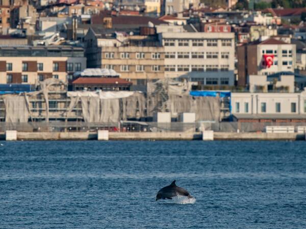 A dolphin jumps in the Bosphorus strait, where sea traffic has nearly come to a halt on April 26, 2020 in Istanbul, as the city of 16 million has been under lockdown since April 23rd as part of government measures to stem the spread of the Covid-19 pandemic caused by the novel coronavirus. In the waters of the Bosphorus, dolphins are these days swimming near the shoreline in Turkey's largest city Istanbul with lower local maritime traffic and a ban on fishing. . Yasin AKGUL / AFP