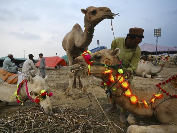 A trader decorates a camel as he waits for customers at a cattle market set up for the upcoming Muslim festival Eid al-Adha also called "Festival of the Sacrifice", in Rawalpindi on July 20, 2020. Aamir QURESHI / AFP