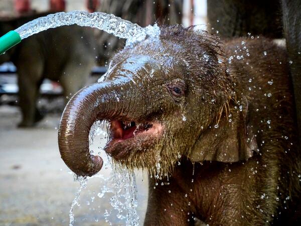 A baby elephant enjoys a bath before a ceremony to mark National Elephant Day 