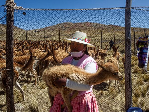 A member of the community of Totoroma holds a vicuna during the traditional Chaku, or Chaccu, an annual vicuna round-up and shearing festival, in the village of Totoroma, 148 km from the city of Puno, in southern Peru