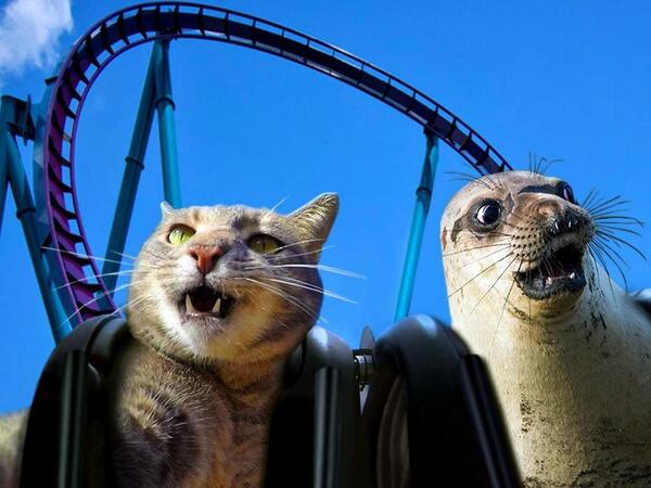 Manny-the selfie cat