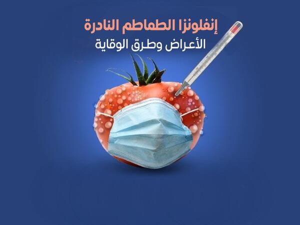 إنفلونزا الطماطم