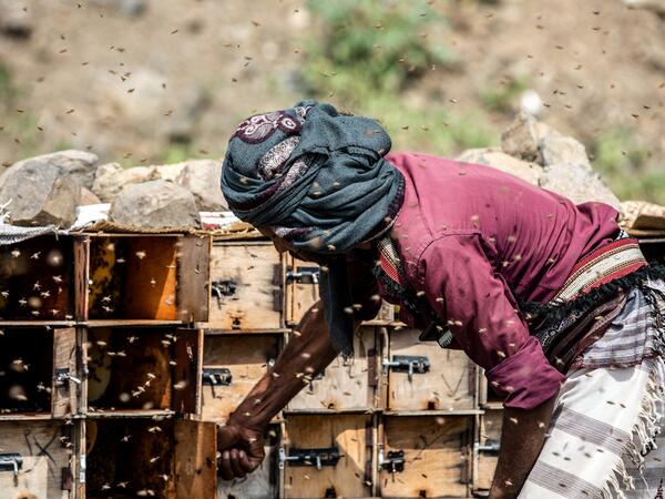 honey production