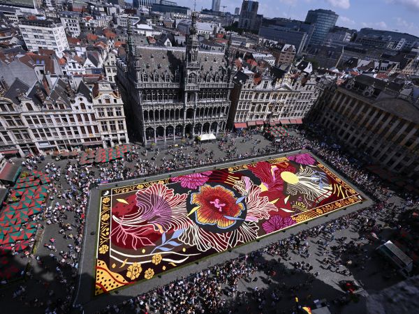 The 1,680-square-meter carpet, featuring 470,000 dahlias, marks a departure from the usual begonias. Dahlias, chosen for their durability and color variety, cover 62% of the 70 x 24-meter display. Locally grown in Flanders, these flowers are complemented by tree bark for darker shades. The design is by Liège street artist Océane Cornille, aka 'Whoups'.