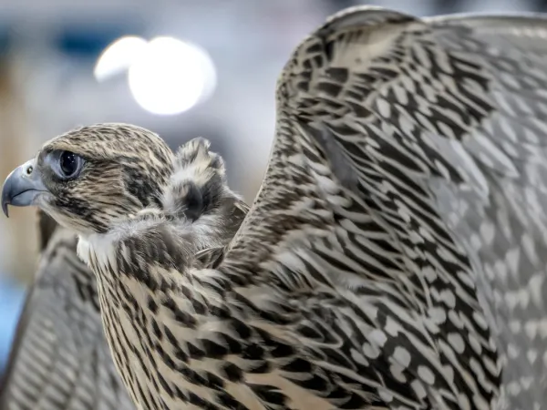 Successful conclusion of the 8th Kuwait International Falcon Event (photo by afp)