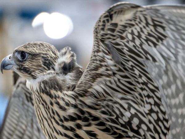 Successful conclusion of the 8th Kuwait International Falcon Event (photo by afp)