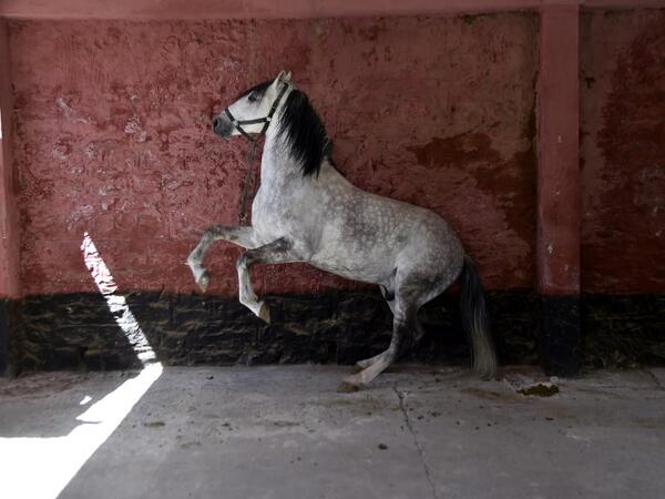 A horse waits for horseshoes to be installed at a horse breeding farm, one of the oldest and largest farm in Algeria, perched on the high plateaux in the country's Tiaret region, 300 Kilometres west of Algiers, on April 24, 2018. Some of the tools Larbi still uses have barely changed since the Middle Ages, while the work of a farrier dates back more than 1,000 years.
RYAD KRAMDI / AFP