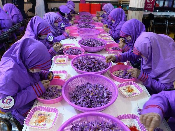 In this photograph, Afghan workers separate saffron threads from harvested flowers at a processing centre in Herat province. 
HOSHANG HASHIMI / AFP