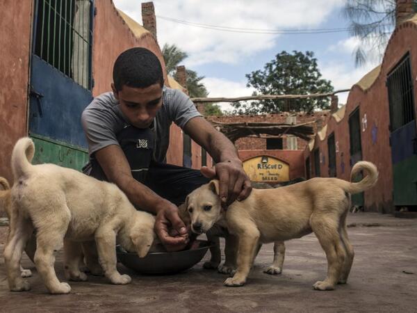 An Egyptian volunteer feeds rescued puppies at the HOPE shelter for stray dogs in the village of Abusir, about 20 kilometres southwest of the capital Cairo
Khaled DESOUKI / AFP