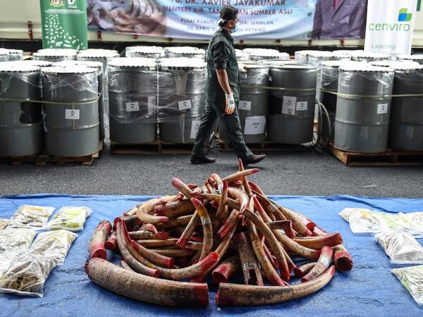 A member of a wildlife personnel team walks past containers with seized ivory tusks before the ivory was destroyed at the Kualiti Alam Waste Management centre in Port Dickson on April 30, 2019.  Mohd RASFAN / AFP