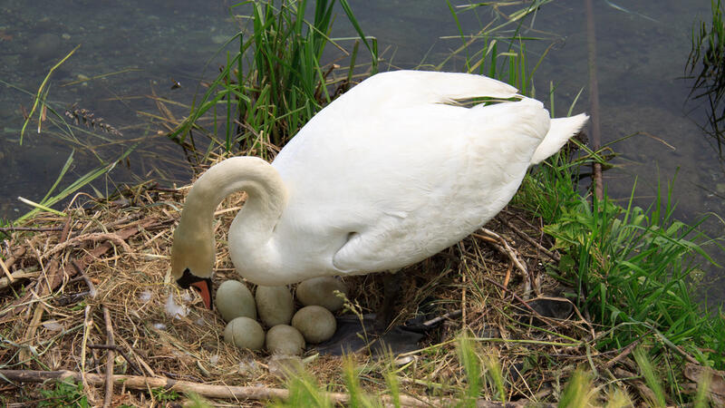 Swan Mother Dies Of Broken Heart After Vandals Smash Her Unhatched Eggs Al Bawaba