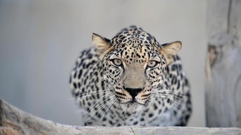 تبقى منها 200 فقط السعودية تؤسس صندوق عالمي لحماية النمر العربي من الانقراض البوابة