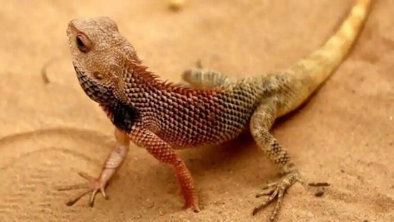 في مفاجأة غير متوقعة.. إحباط تهريب 74 حرباء محمية من ...