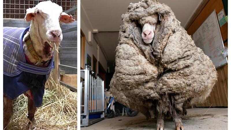 الخروف باراك قبل وبعد