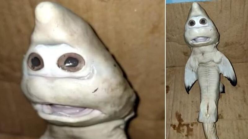 Weird or Real? A Baby Shark With 'a Human Face' Found Off The Coast of