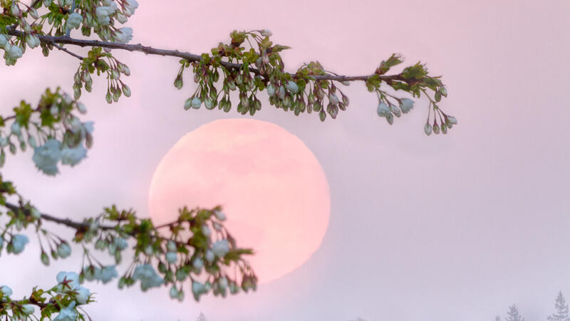 Look Up Its A Pink Supermoon Blasting In The Skies Al Bawaba