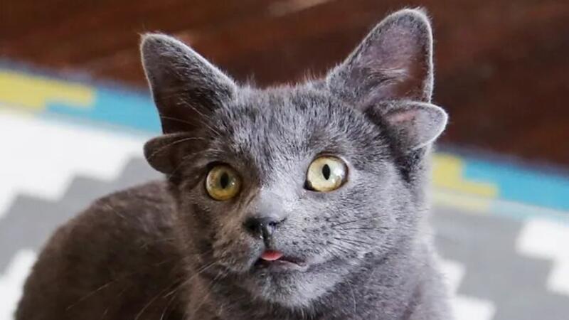 ����� ���� ����� ���� ����� 61995c81210000df9c6f