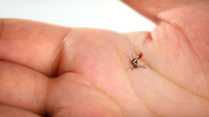 حمى الضنك بالانجليزي