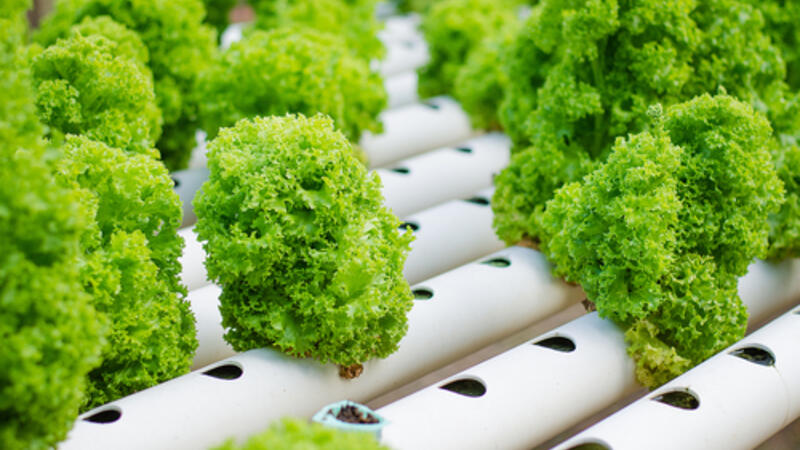 Lebanon S Startups Pioneering Hydroponic Farming In Region Al Bawaba