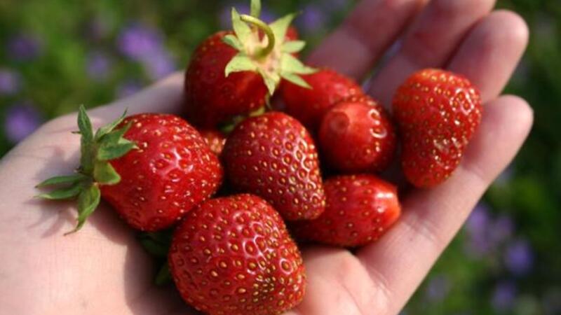 10 فوائد صحية للفراولة البوابة