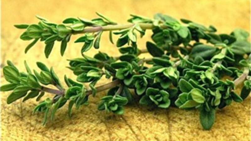 ما هي فوائد الزعتر الطبية البوابة