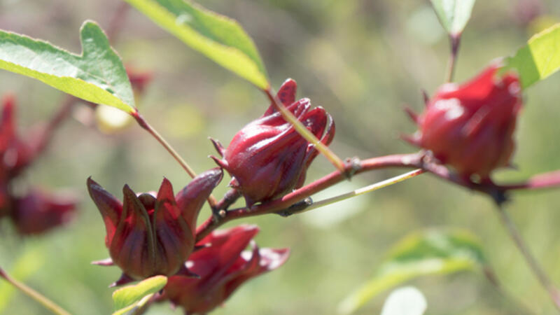 فوائد الكركديه للشعر والجسم البوابة