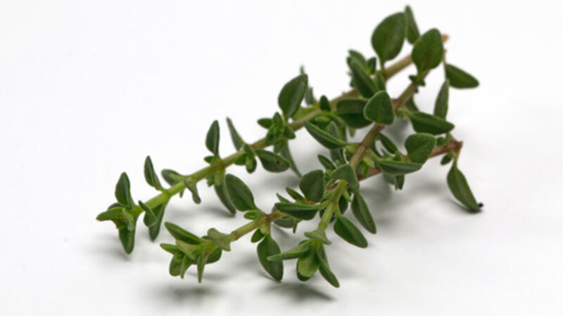 اكتشفي فوائد الزعتر المذهلة البوابة