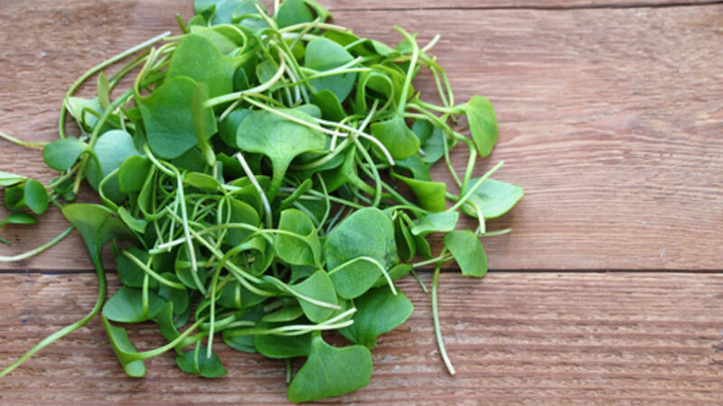 فوائد الجرجير للر جال البوابة