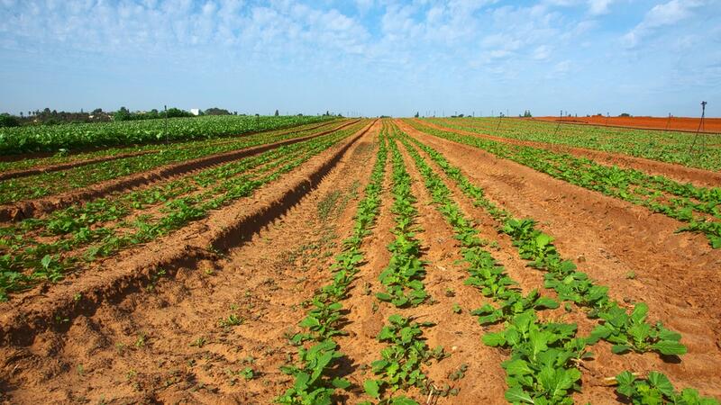 4 Projects to Revolutionize the Food, Agriculture ...
