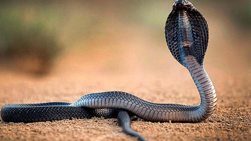 تفسير حلم الثعبان يخنقني - تفسيرات مختلفة