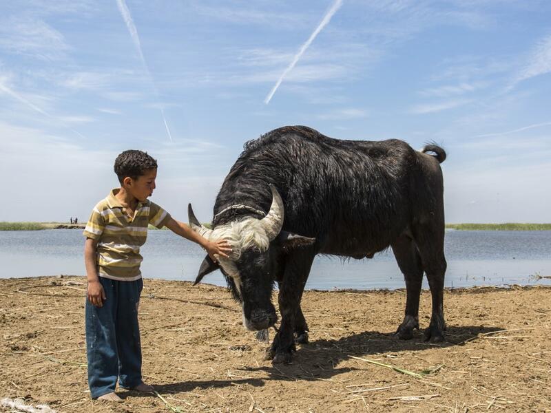 Thirty years after Saddam Hussein starved them of water, Iraq's southern marshes are blossoming once more thanks to a wave of ecotourists picnicking and paddling down their replenished river bends. Hussein FALEH / AFP
