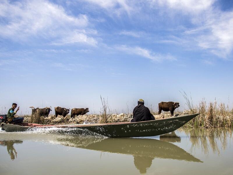 Iraqi marsh-dwellers navigate their canoes in the marshes of the southern district of Chibayish in Dhi Qar province, about 120 kilometres northwest of the southern city of Basra, on March 29, 2019. Hussein FALEH / AFP