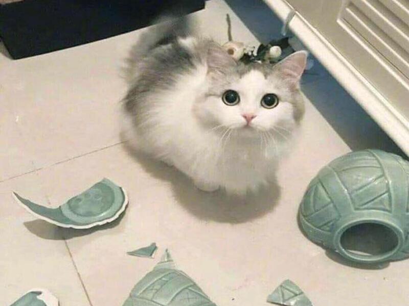 براءة قطة