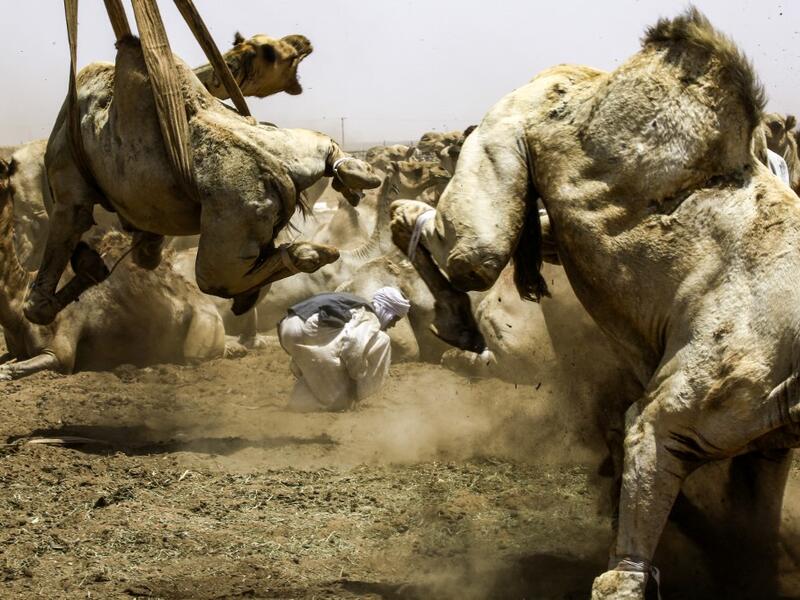 A camel struggles with bondage rope as another is lifted by a mobile crane to be loaded into a waiting truck headed to the border with Egypt where the animal was meant to be sold, at El-Molih camel market west of the Sudanese capital's twin city of Omdurman  ASHRAF SHAZLY / AFP