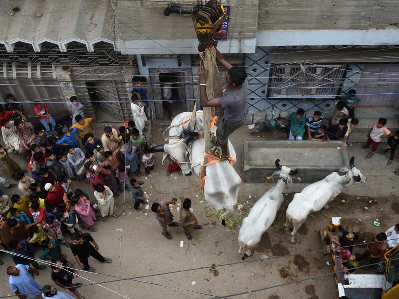 In this photograph taken on August 4, 2019, a man stands on a bull being lowered with a crane from a roof of a building in preparation for the Muslim annual festival of Eid al-Adha or the Festival of Sacrifice, in Karachi. RIZWAN TABASSUM / AFP