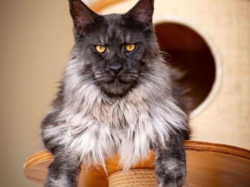The colors of his fur, which include black, grey and white, have left social media users smitten online. (Instagram)