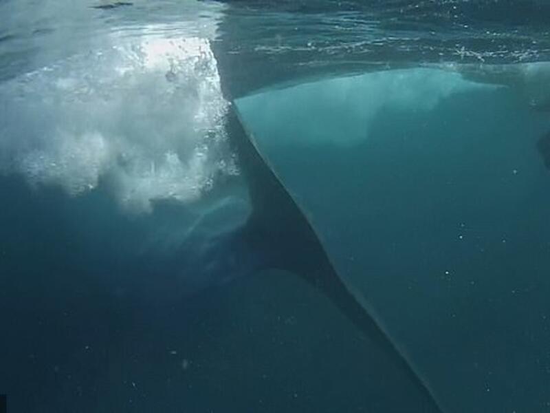 The video captures the full length of the animal as it leaves the diver, including its impressive v-shaped tail. (News Flare)