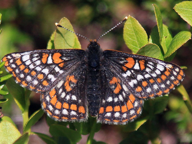 Euphydryas iduna  (Twitter)