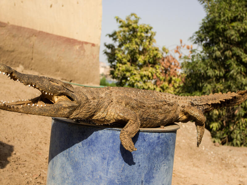 Crocodile Mummy. (Shutterstock/ File Photo)