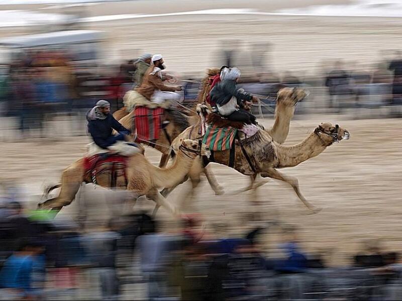 Camel race in Gaza  (Twitter)