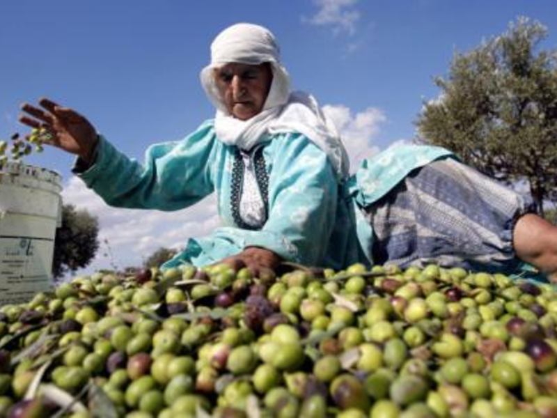 The Palestinian Ministry of Agriculture in Gaza held a festival to announce the beginning of olive harvest season (Twitter)
