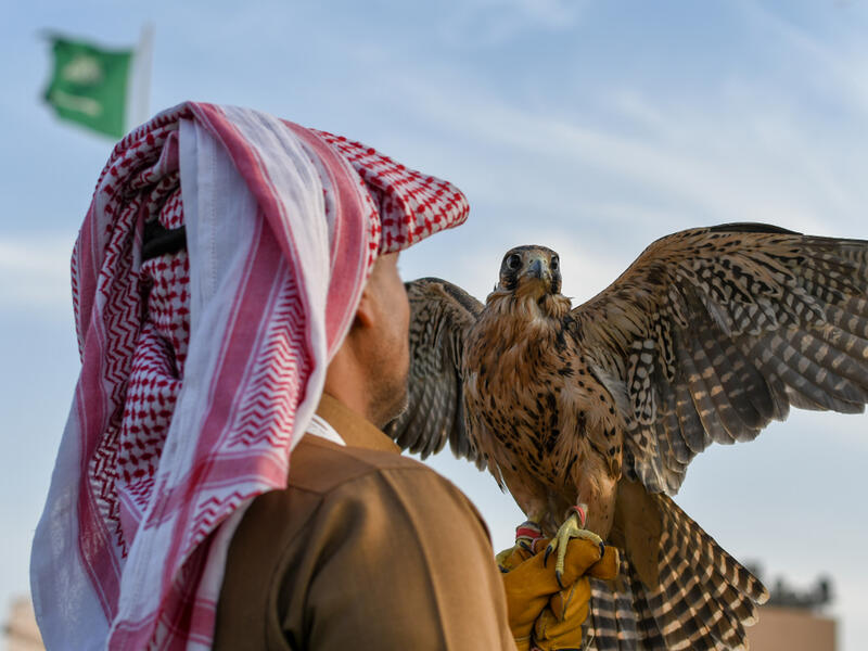 Arabic man from Saudi Arabia wears traditional clothes and holding trained falcon. (Shutterstock/ File Photo)