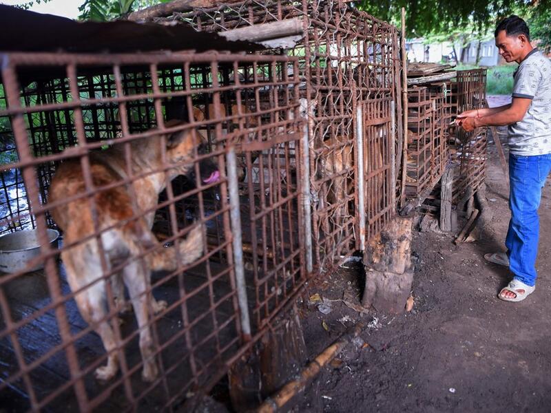 This photo taken on October 25, 2019 shows a man locking a cage full of dogs at a slaughterhouse in Siem Reap province. Cambodian dog meat traders drown, strangle and stab thousands of canines a day in a shadowy but sprawling business that traumatises workers and exposes them to deadly health risks like rabies. TANG CHHIN Sothy / AFP